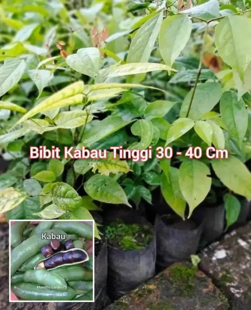 Bibit Kabau 30 - 40 cm