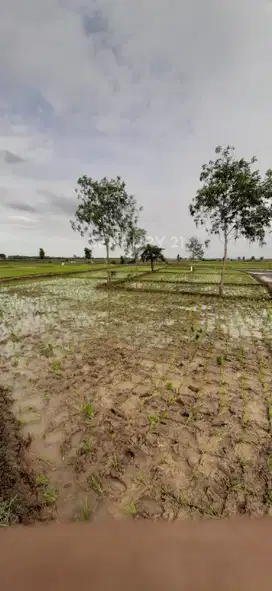 Tanah Sawah Harga Murah Dekat Perumahan