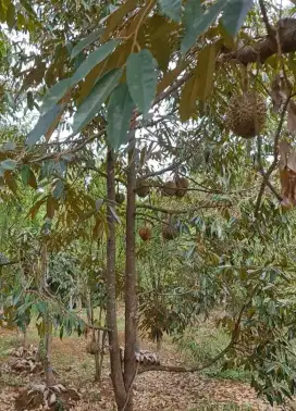 Tanah kebun dekat bhakti alam