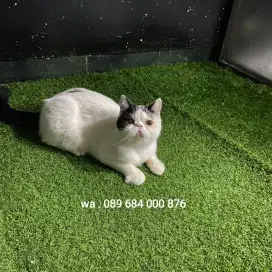 Persia exotic shorthair peaknose