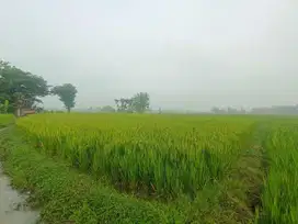 BU Dijual sawah