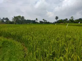 DI JUAL SAWAH IRIGASI TEKNIS