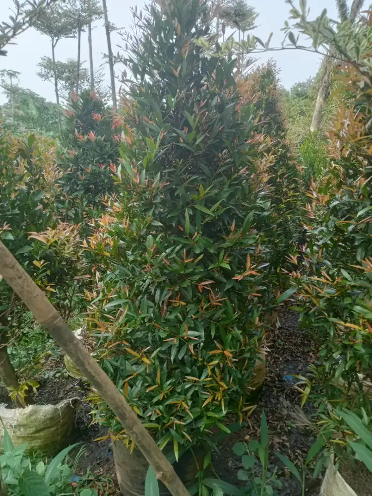 Pohon pucuk merah tinggi 1,5 meter