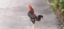 Ayam bangkok Satria Sinekti (SS) kaki polos tanpa kulit sisik kaki