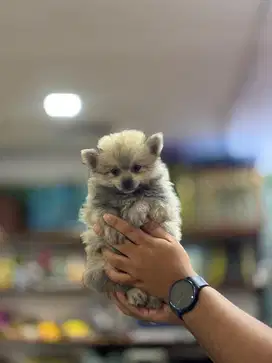 anjing minipom ras kecil lucu