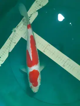 Ikan koi Kohaku Ginrin 41cm male
