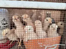 Anak Ayam Kate Usia 1 bulan