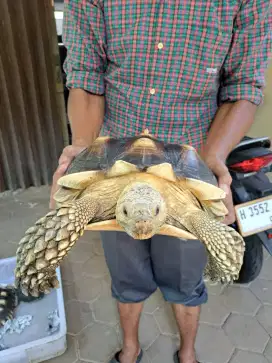 Dijual Kura Kura Sulcata Jantan Kesayangan