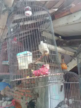 Jual burung kutilang ud bunyi burja