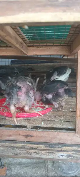 Ayam kampung umur 2 / 3 bln