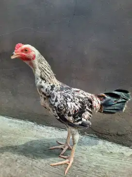 Ayam jantan pama bulbi 3 bulan