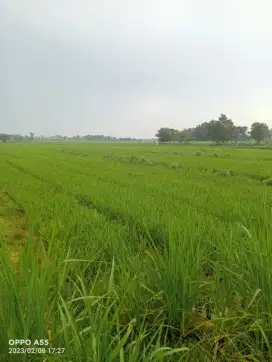 Jual tanah Sawah