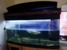 Aquarium Merk Boyu / Akuarium Kaca Bending