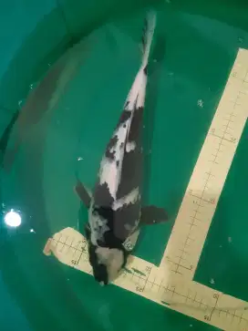 Ikan koi Shiro Black Jet 40cm