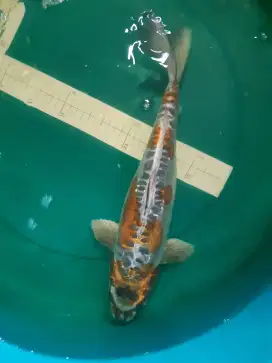 Ikan koi Kikokuryu 40cm HQ