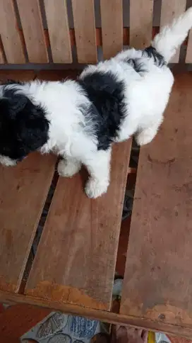 Tiny Shitzu Shihtzu , Shihpoo Umur 2,Bulan Shipoo Imut JANTAN