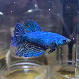 Betta/Cupang Betina/Female Full Telor/Egg