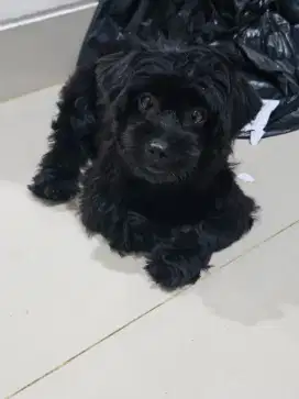 Tiny Shitzu Shihtzu Poodle , Shihpoo Umur 4 bulan Shipoo Gembul Imut