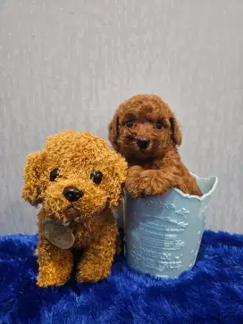 High quality toy poodle stambun