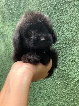 Anakan toy poodle