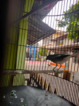 Dijual burung Kacer gacor poll Fullset dengan kandang