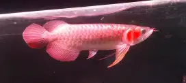 Arowana super red 38cm