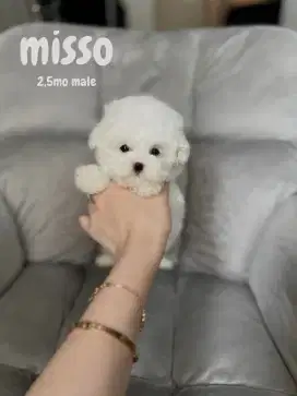 ANJING LUCU MALTIPOO MALTESE PODDLE SHIHTZU PODEL ANJING KECIL