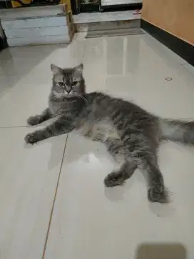 Lepas adop kucing dewasa betina
