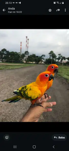 Burung Sunconure red