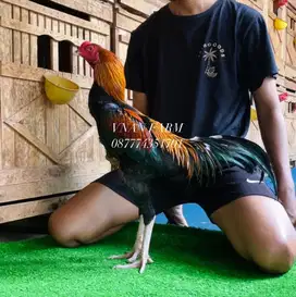 Ayam bangkok trah jawara