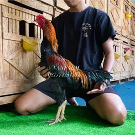 Ayam bangkok trah jawara