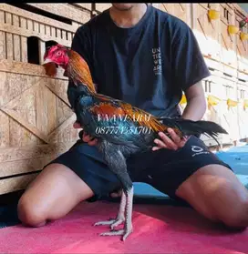 Ayam bangkok trah jawara