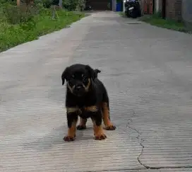 Anjing rottweiler