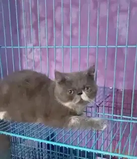 Kucing Peaknose