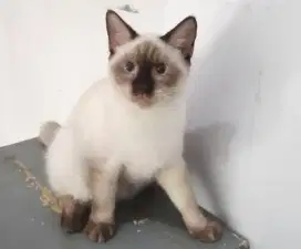 Kucing Siam Betina