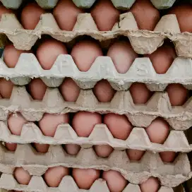 Telur Ayam Negri perikat