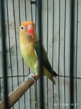 Love bird, Lovebird Biola, warna sesuai difoto, bio pb, bio euwing dll