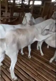 5 ekor kambing perah bunting jenis saapera saanen 1 tahunan jamin puas