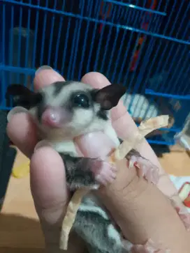 Sugar glider Clasik grey keterunan mozaik