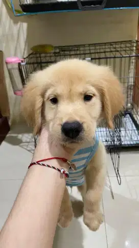 Golden retriever