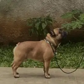 Open Stud French Bulldog Red Fawn