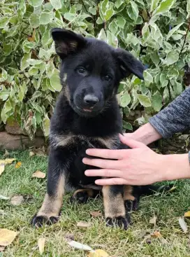 JUAL ANJING GERMAND SHEPHERD