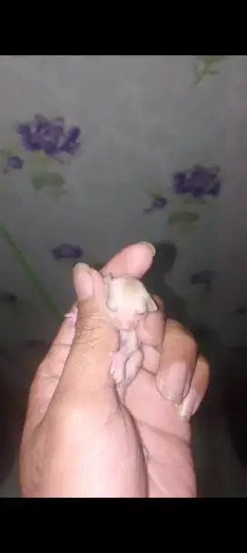 Sugar glider mata merah (creamino )sepasang (2 ekor )