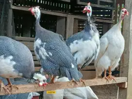 Sepasang ayam hias mutiara