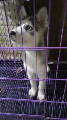 Anak Siberian Husky