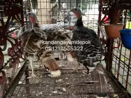 Ayam kalkun betina dewasa