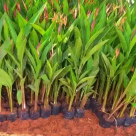 Pohon pisangan elicornia dan lainya