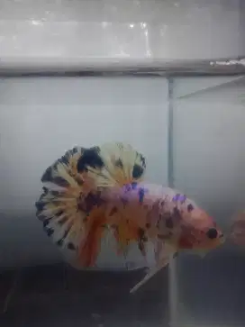 Cupang Giant Multicolor