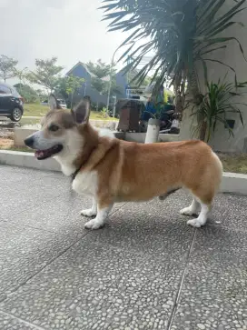 Welsh corgi pembroke