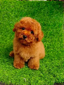 RED TOY POODLE CEBOL BULU TEBAL